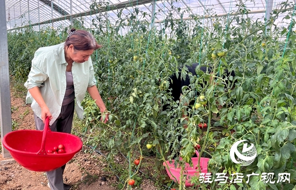 平輿縣萬冢鎮(zhèn)閆樓村：田園采摘新風(fēng)尚 番茄飄香促振興