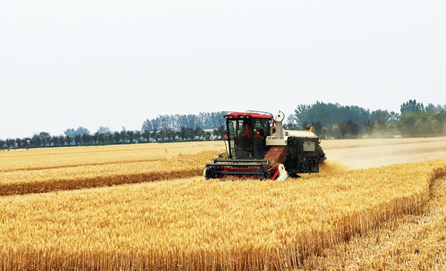 驛城區(qū)：麥浪翻滾穗飄香 機聲隆隆收獲忙