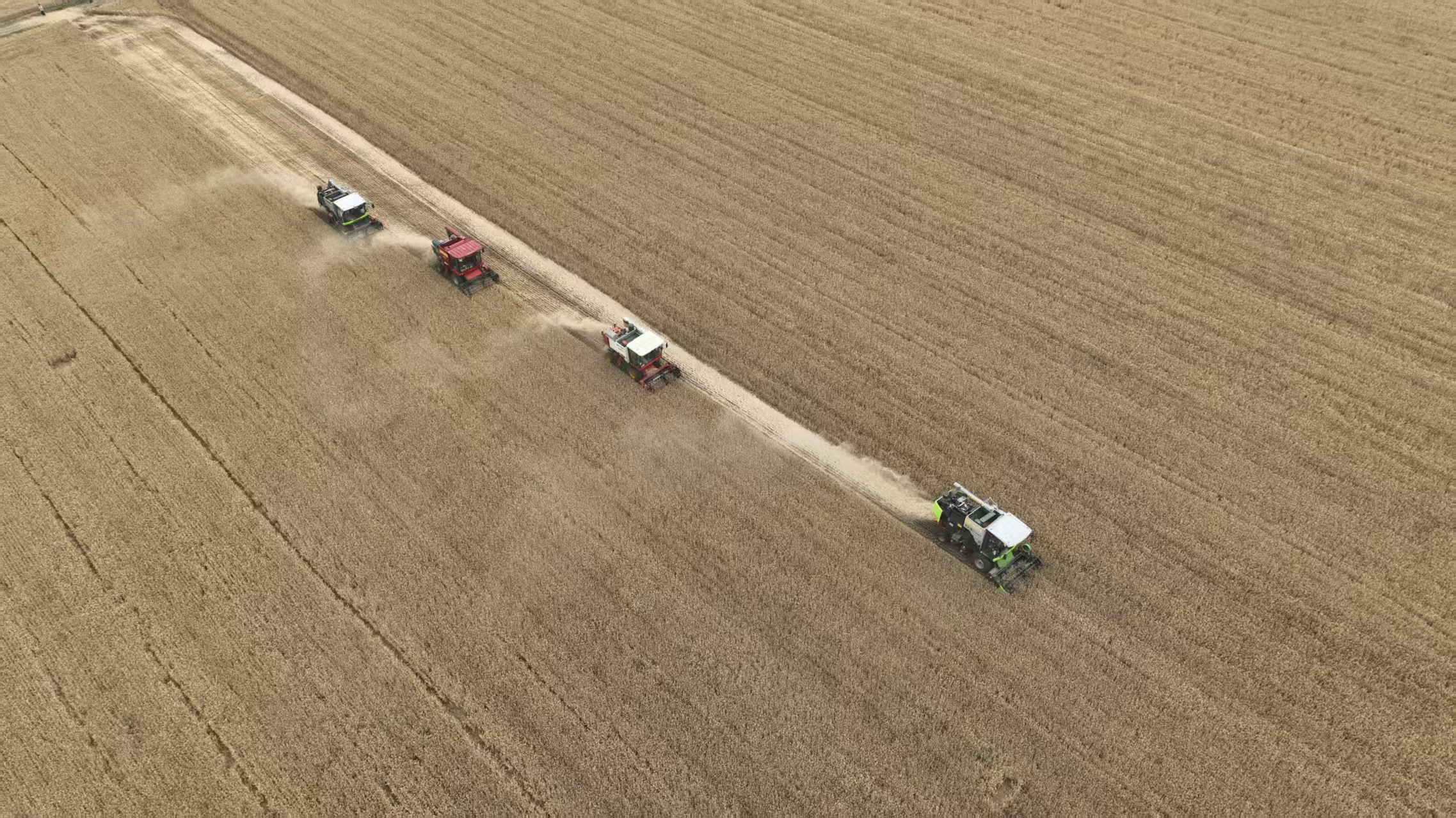 河南小麥陸續(xù)進入成熟期 南陽、駐馬店開始零星收獲