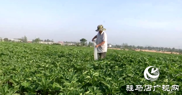 驛城區(qū)香山街道：白芷經(jīng)濟繪就一村一品新畫卷
