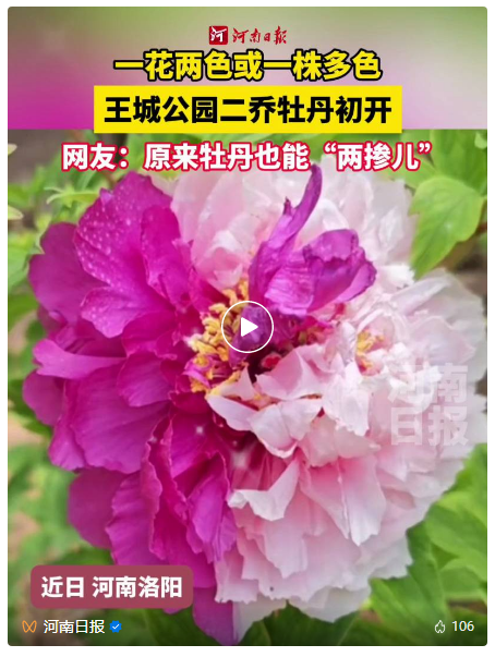 了不起的洛陽城-河南日?qǐng)?bào)微信公眾號(hào) 