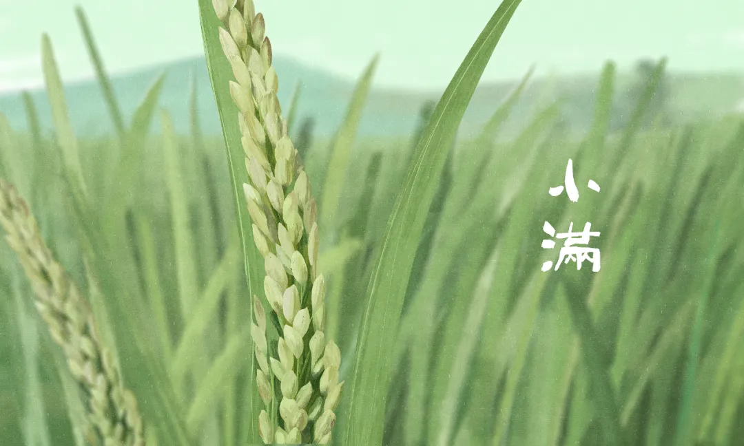 今日小滿：小得盈滿，萬物可期
