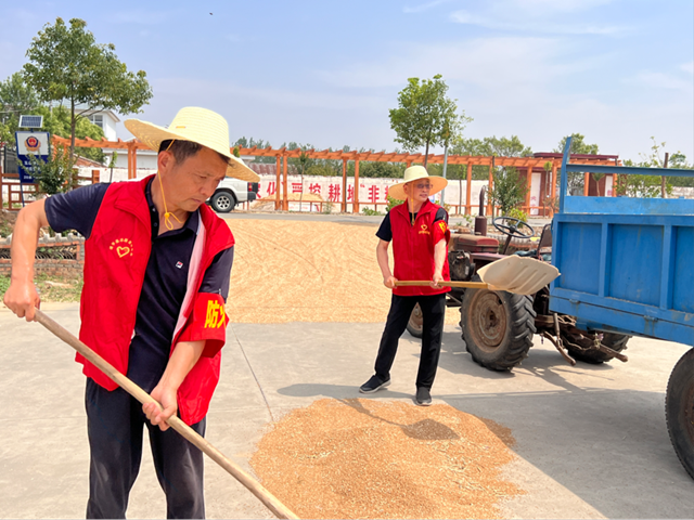 駐村干部一線助農(nóng)搶收 金色麥浪里守護糧安