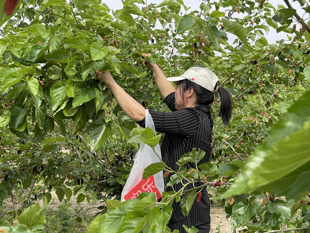 驛城區(qū)古城街道：紫玉綴枝引客至 桑園流金促振興