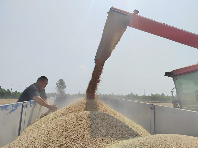 汝南縣：132.2萬畝小麥開鐮收割