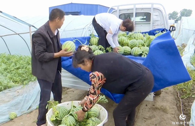 正陽縣蘭青鎮(zhèn)：吊秧西瓜種出“甜蜜經(jīng)濟(jì)” 特色產(chǎn)業(yè)引領(lǐng)鄉(xiāng)村振興