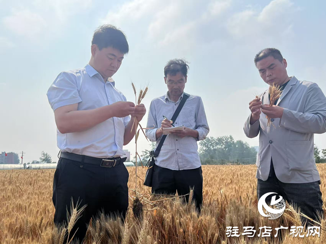 749.1公斤！駐馬店百農(nóng)1316小麥測(cè)產(chǎn)破紀(jì)錄 科技賦能解鎖糧田密碼