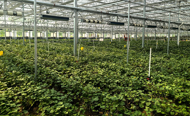 上蔡縣：打造脫毒紅薯產(chǎn)業(yè)鏈 科技育苗助農(nóng)振興