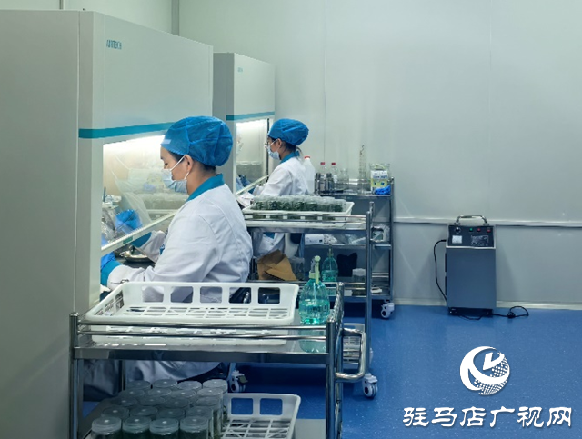 上蔡縣：打造脫毒紅薯產(chǎn)業(yè)鏈 科技育苗助農(nóng)振興   
