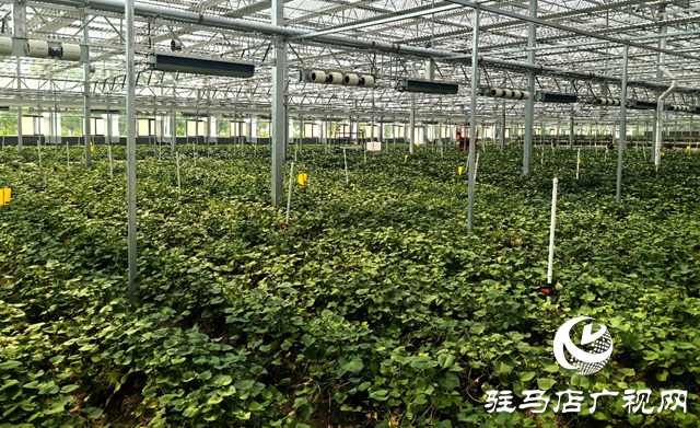 上蔡縣：打造脫毒紅薯產(chǎn)業(yè)鏈 科技育苗助農(nóng)振興   