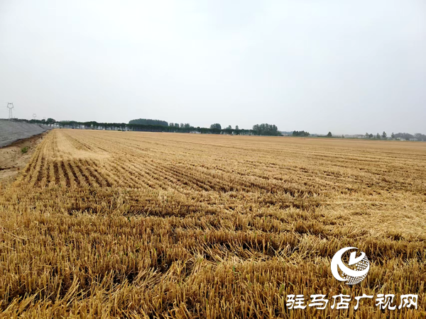平輿縣射橋鎮(zhèn)：二百“鐵?！饼R上陣  奏響夏糧“豐收曲”
