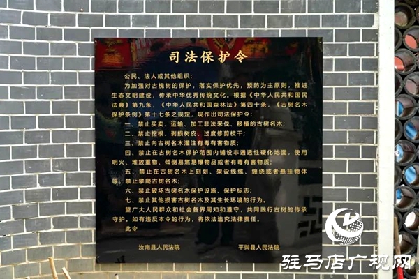 古槐樹下，“組團”護綠——平輿縣人民法院聯(lián)合發(fā)布“司法保護令”