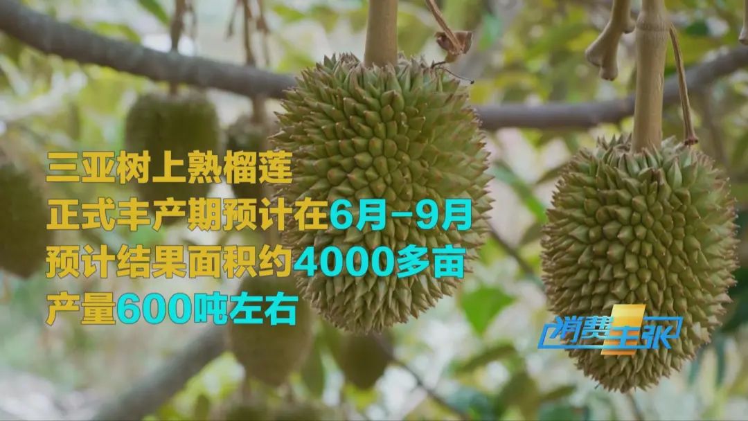“水果之王”價(jià)格腰斬，還能再降！