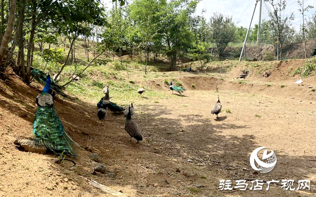 泌陽(yáng)縣盤古鄉(xiāng)：特色養(yǎng)殖鹿雀歡 鄉(xiāng)村振興活力添
