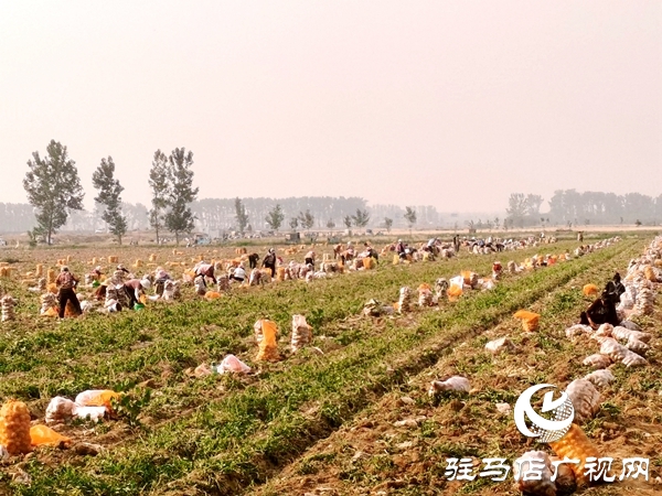  遂平縣褚堂街道：馬鈴薯喜獲豐收，助力鄉(xiāng)村振興