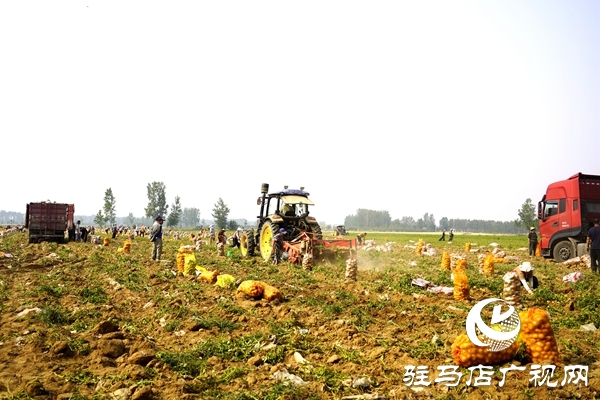  遂平縣褚堂街道：馬鈴薯喜獲豐收，助力鄉(xiāng)村振興