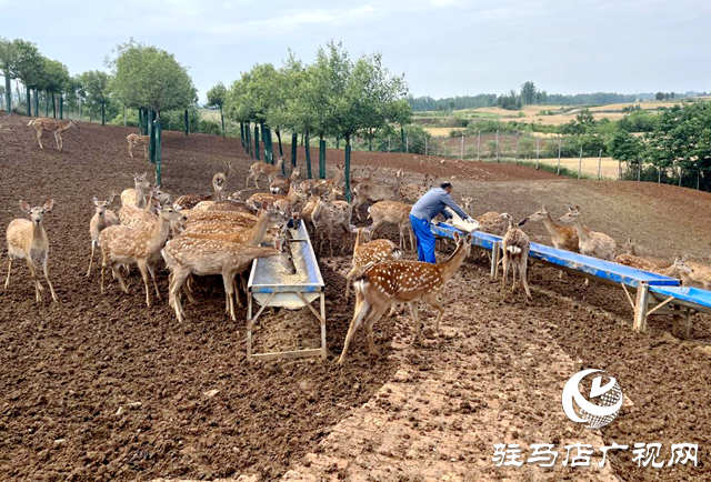 泌陽(yáng)縣盤古鄉(xiāng)：特色養(yǎng)殖鹿雀歡 鄉(xiāng)村振興活力添