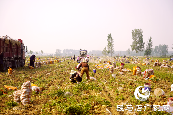  遂平縣褚堂街道：馬鈴薯喜獲豐收，助力鄉(xiāng)村振興