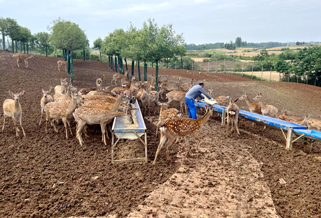 泌陽縣盤古鄉(xiāng)：特色養(yǎng)殖“鹿”“雀”歡 鄉(xiāng)村振興活力添