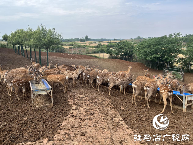 泌陽(yáng)縣盤(pán)古鄉(xiāng)：特色種養(yǎng)繪就鄉(xiāng)村振興新圖景