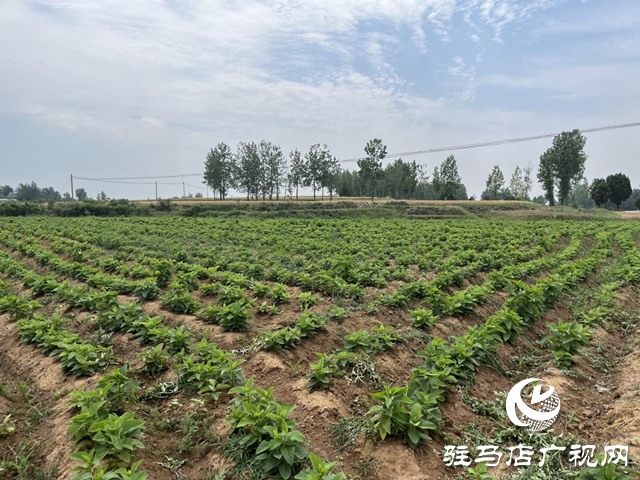 泌陽縣盤古鄉(xiāng)：特色種養(yǎng)繪就鄉(xiāng)村振興新圖景