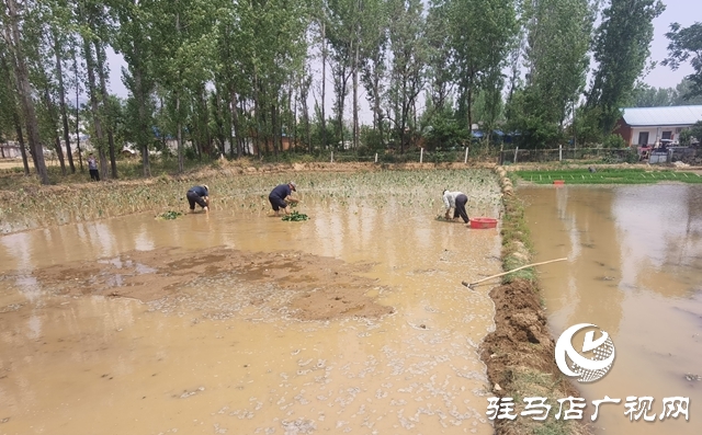 泌陽縣春水鎮(zhèn)：引來及時(shí)水田間添新景 水芋頭種植正當(dāng)時(shí)