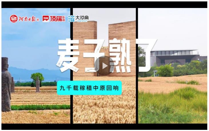 麥子熟了！九千載稼穡中原回響