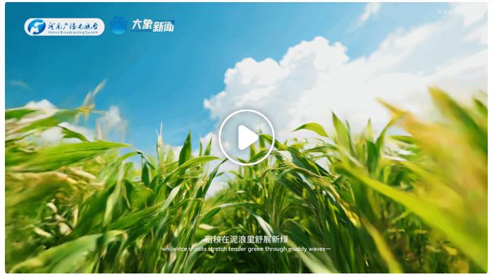中國節(jié)氣·芒種丨左手收麥浪，右手種希望