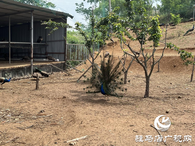 泌陽縣盤古鄉(xiāng)：特色種養(yǎng)繪就鄉(xiāng)村振興新圖景