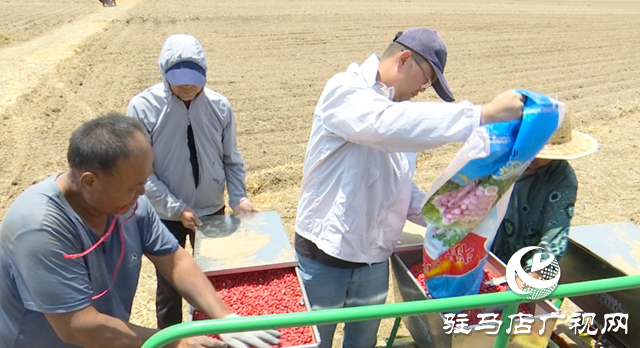 上蔡縣耕夫種植專業(yè)合作社：搶抓農(nóng)時(shí) 科技賦能秋糧播種