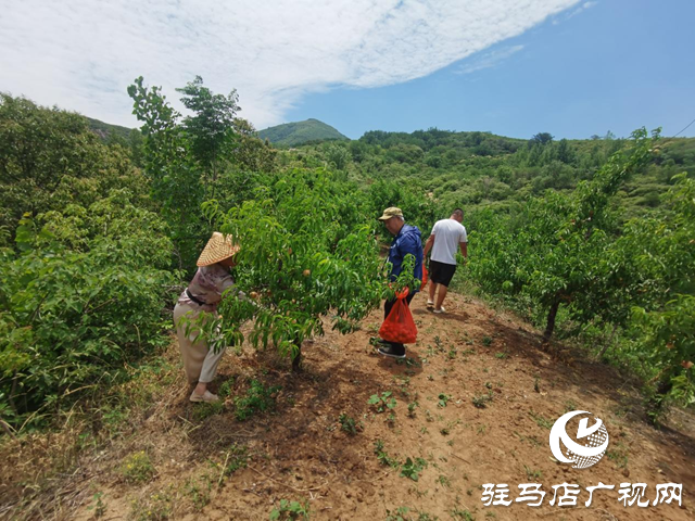駐馬店市驛城區(qū)胡廟鄉(xiāng)：小桃子成為農(nóng)民增收致富的“金果果”
