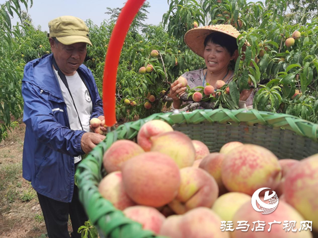 駐馬店市驛城區(qū)胡廟鄉(xiāng):小桃子成為農(nóng)民增收致富的“金果果”