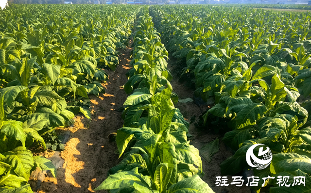 泌陽(yáng)縣郭集鎮(zhèn)：黨建紅賦能“金葉”黃