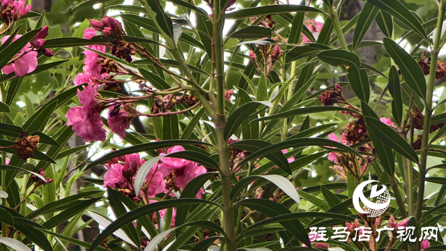 市區(qū)夾竹桃絢爛綻放 提醒市民：可賞勿摘，美麗背后藏風(fēng)險