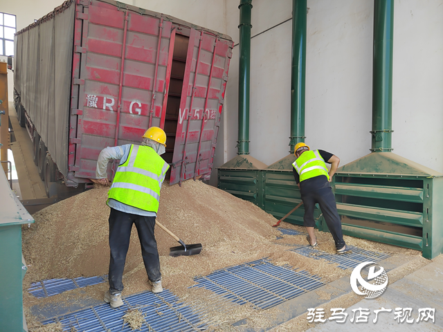 夏糧收購正當時 收購現(xiàn)場“熱”翻天