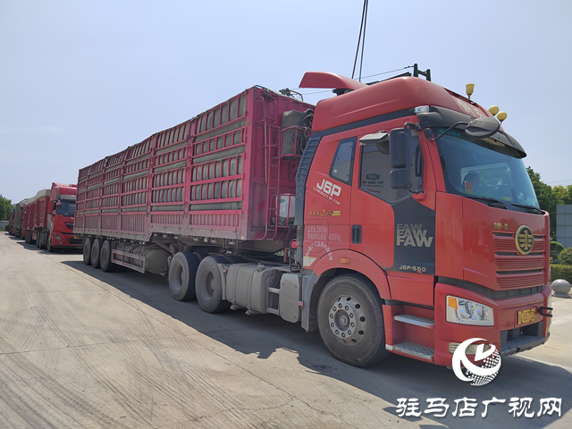 夏糧收購正當時 收購現(xiàn)場“熱”翻天