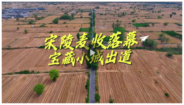 宋陵麥?zhǔn)章淠唬瑢毑匦〕浅龅? width=