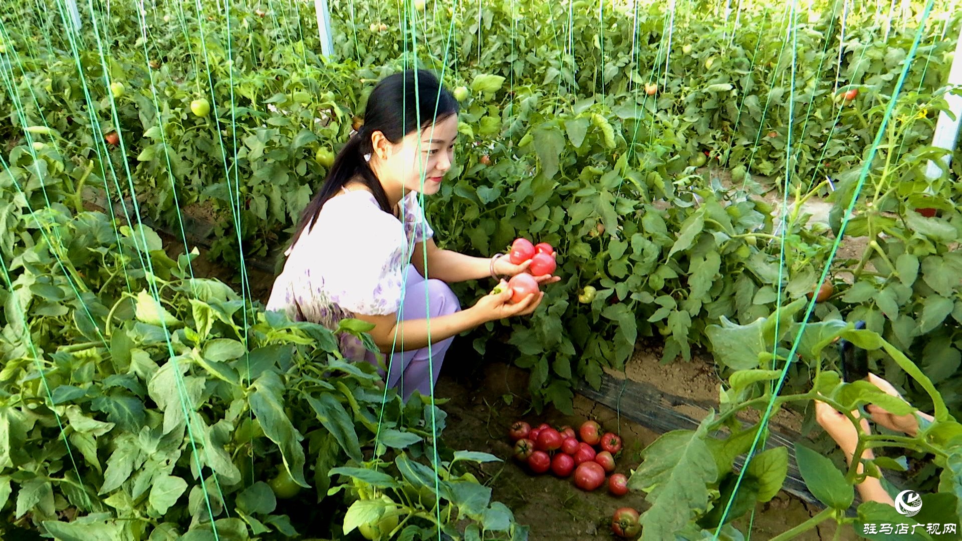 正陽縣新阮店鄉(xiāng)萬馬村：有機(jī)番茄喜獲豐收 生態(tài)種植結(jié)碩果
