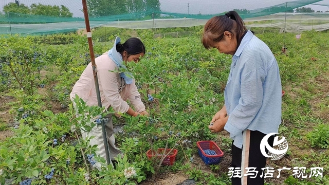 泌陽(yáng)縣高邑鎮(zhèn)白菊夫婦：藍(lán)莓飄香季 致富進(jìn)行時(shí)