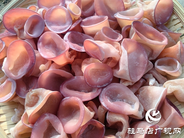 ?泌陽(yáng)縣：新品桃紅木耳試種成功 助推食用菌新質(zhì)生產(chǎn)力發(fā)展?