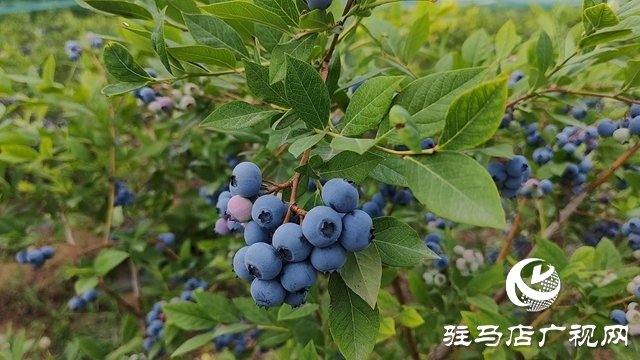 泌陽(yáng)縣高邑鎮(zhèn)白菊夫婦：藍(lán)莓飄香季 致富進(jìn)行時(shí)