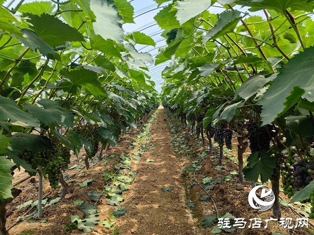 泌陽縣高邑鎮(zhèn)：特色林果產(chǎn)業(yè)點燃鄉(xiāng)村振興“新引擎”
