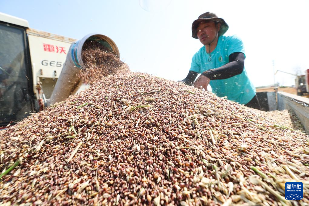 全國(guó)夏糧小麥?zhǔn)斋@進(jìn)度過(guò)七成