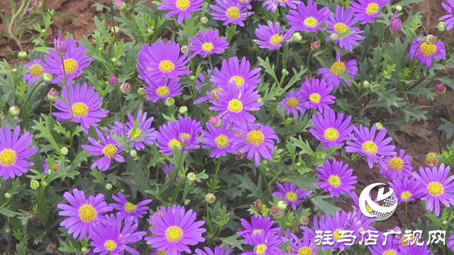 駐馬店植物園即將開園