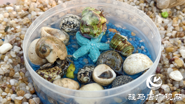 “蟹”逅萌趣新潮流 寄居蟹成市場新寵