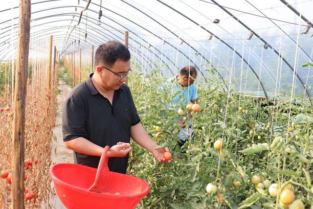 驛城區(qū)香山街道梨園村：大棚映紅致富路 農(nóng)戶“柿”業(yè)正興隆