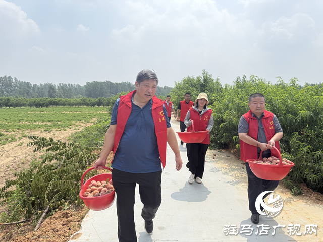 駐馬店廣播電視臺(tái)第四黨支部開展紫英桃采摘助農(nóng)行動(dòng)