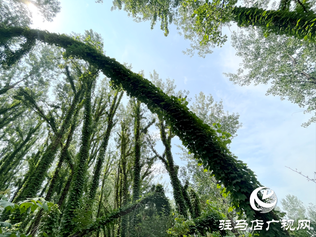駐馬店現(xiàn)“原始森林”奇觀 絕美景色邀您來打卡