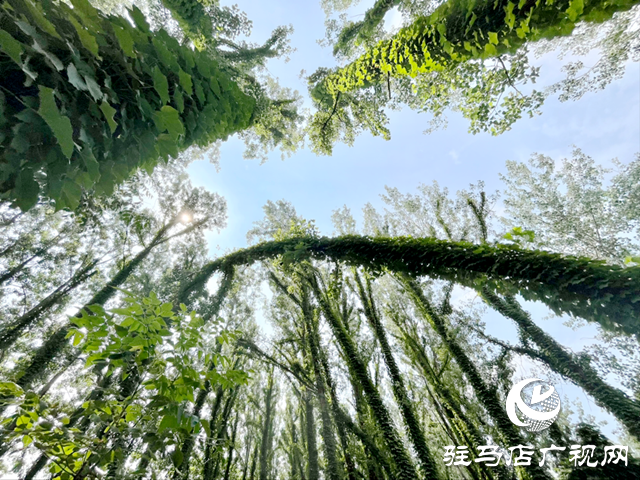 駐馬店現(xiàn)“原始森林”奇觀 絕美景色邀您來打卡