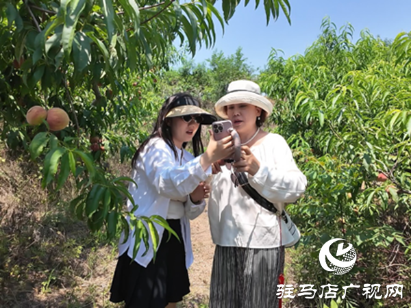  網(wǎng)絡(luò)達(dá)人齊聚泌陽(yáng)助農(nóng)賣桃 開辟鄉(xiāng)村振興新路徑